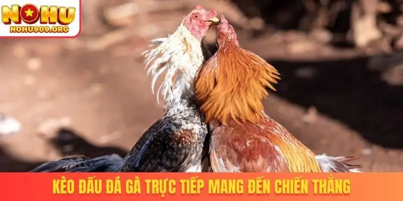 Kèo đấu đá gà trực tiếp mang đến chiến thắng
