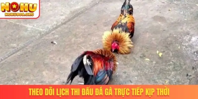 Theo dõi lịch thi đấu đá gà trực tiếp kịp thời