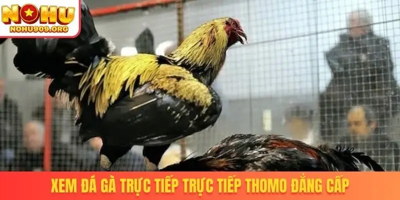 Xem đá gà trực tiếp trực tiếp Thomo đẳng cấp